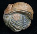 Bumpy, Enrolled Barrandeops (Phacops) Trilobite - Great Color #10597-2
